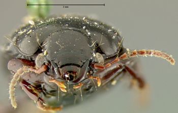 Media type: image;   Entomology 25669 Aspect: head frontal view